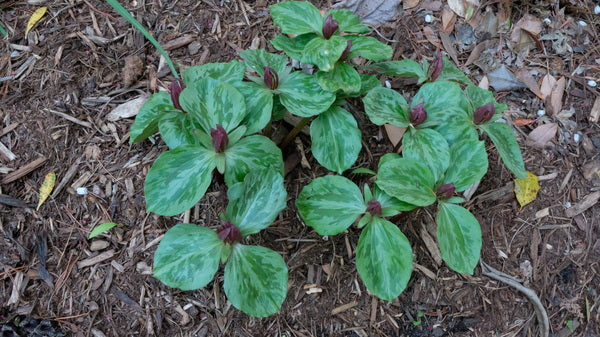 Image of Trillium sessile 'Halifax'