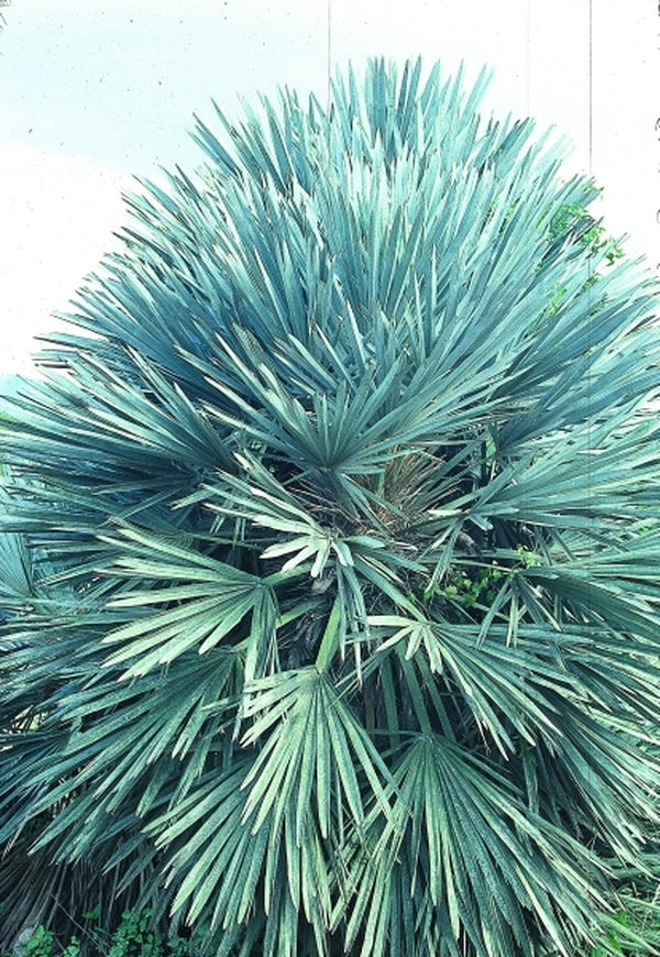 Image of Trithrinax campestris
