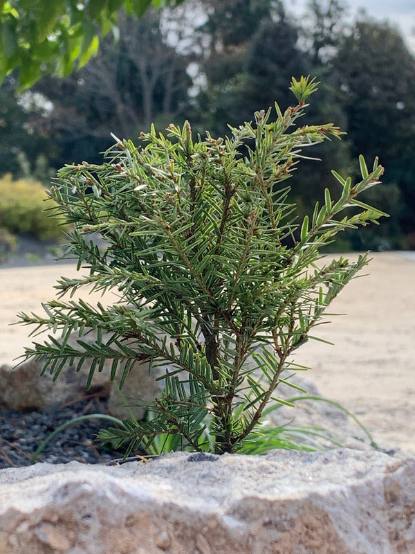 Image of Tsuga canadensis 'Moon Frost'