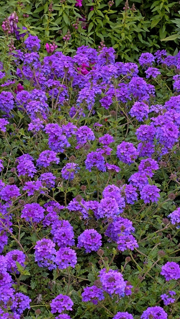 Learn about Verbena 'Homestead Purple' | Homestead Purple Verbena ...
