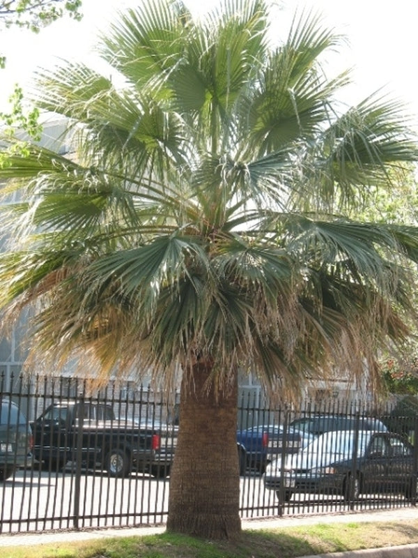 Image of Washingtonia filifera Dallas Form