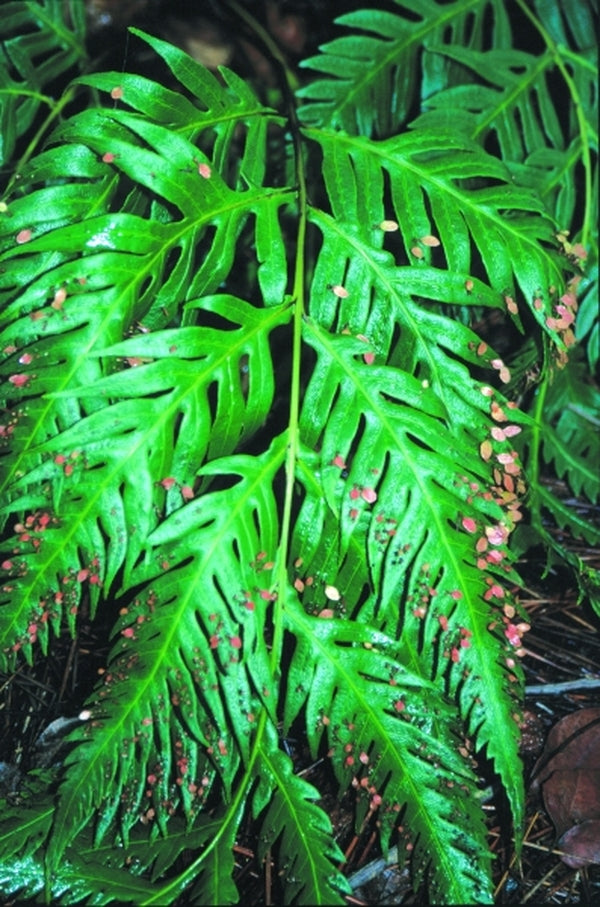 Image of Woodwardia orientalis