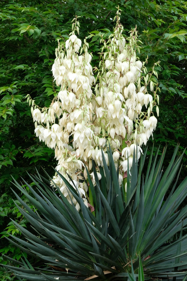 Image of Yucca 'Tromping Around'