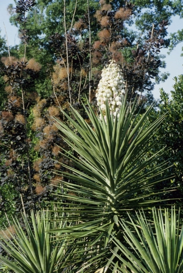 Image of Yucca aloifolia