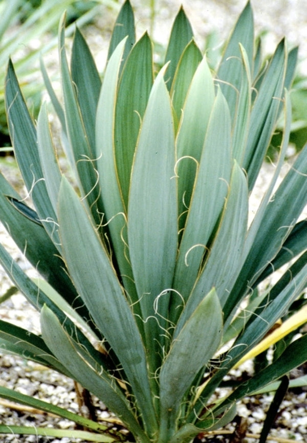 Image of Yucca filamentosa var. concava