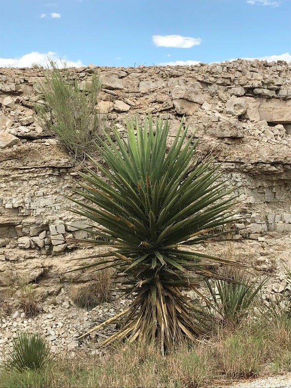 Image of Yucca torreyi 'Chaves'