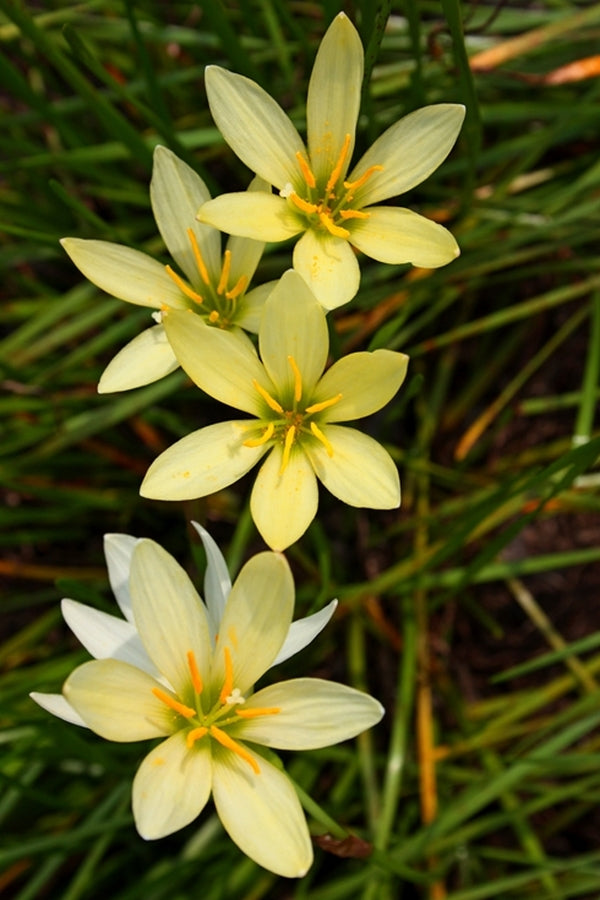 Image of Zephyranthes 'Ajax'