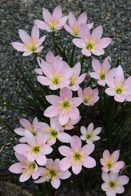 Pink Rain Lily, Zephyranthes grandiflora – Wisconsin Horticulture