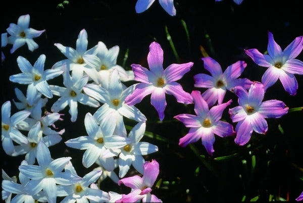 Image of Zephyranthes 'La Bufa Rosa'