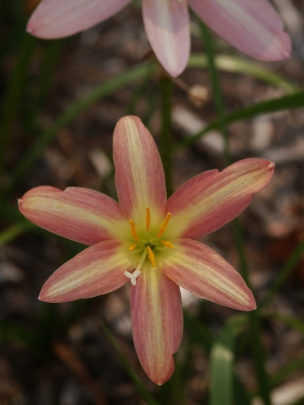 Lily, Daisy, Rose Mix in Bellville, TX - BELLVILLE FLORIST