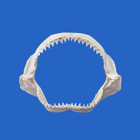 real shark jaws for sale