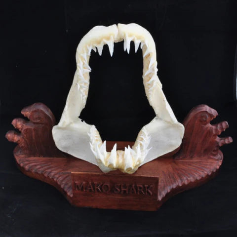 Mako shark jaws for sale