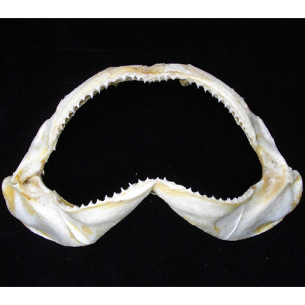 Spinner Shark Jaw Sale Carcharhinus Brevipinna #413 – oceanicshark