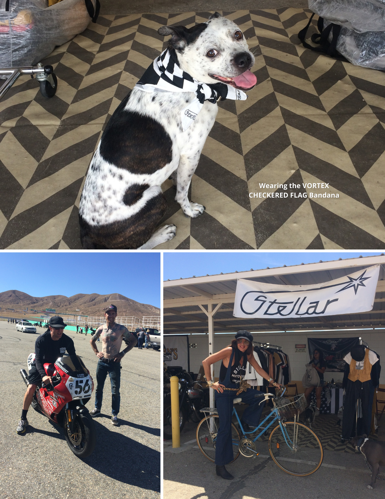 Dog wearing the VORTEX CHECKERED FLAG Bandana