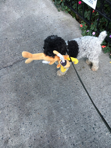 Dog enjoying a toy while on a walk