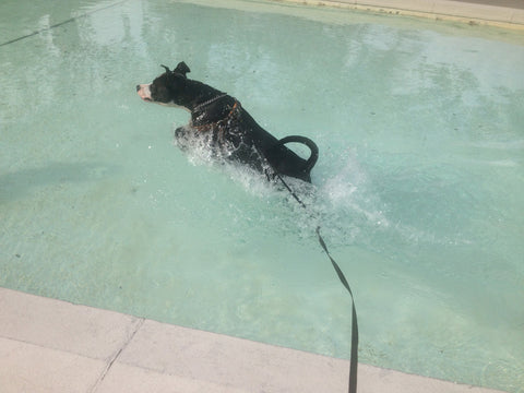 Dog having fun in the pool