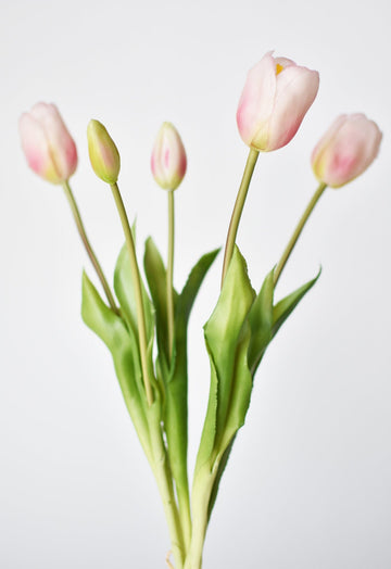 Small Tulip Bundle - Magnolia
