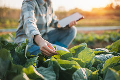 Woman Checks Crops at Sunset