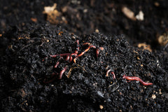 Earthworms in Soil
