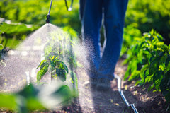 Person Sprays Garden with Insecticide