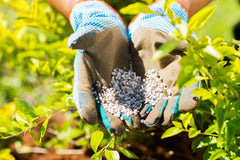 Gardener holding granules of fertilizer