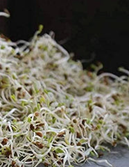 Organic Alfalfa Sprouting Seeds