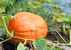 Pumpkin Growing in a Field