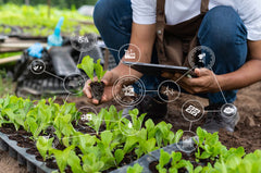 Grower analyzes soil in garden containers