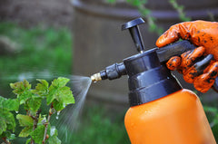 Gardener Sprays Liquid Fertilzer