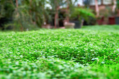 Lawn with microclover