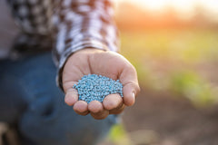 Farmer holds fertilizer granules
