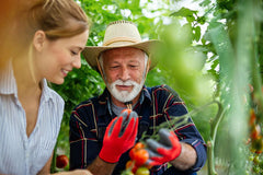 Gardeners look at tomatoes in garden