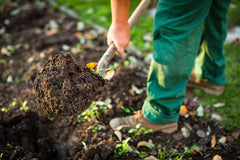 Gardener moves dirt with shovel