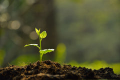 Plant sprouts in a garden