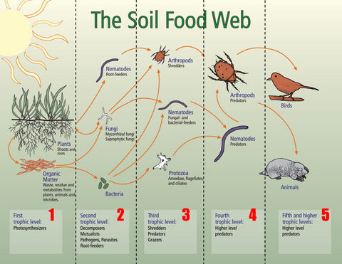 Soil Food Web