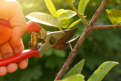 Gardener Pruning a Plant, a Method for Pest Control