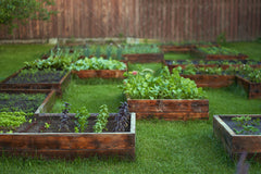Raised Garden Beds with Plants
