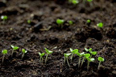 Sprouts in healthy soil