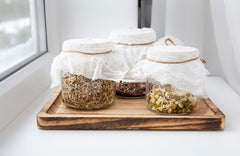 Three jars with sprouts