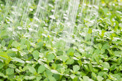 Close up of watering microclover