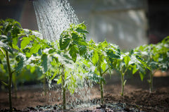 Seedling Tomatoes Being Watered