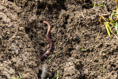 Earthworm Crawling in the Soil