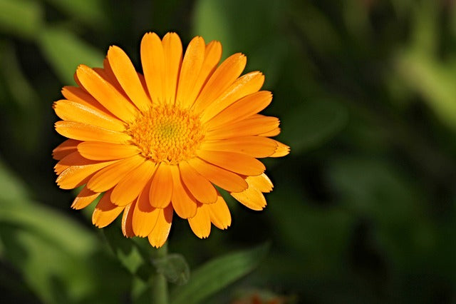 Learn how to make your own Calendula Oil infusion! – Essence of Health