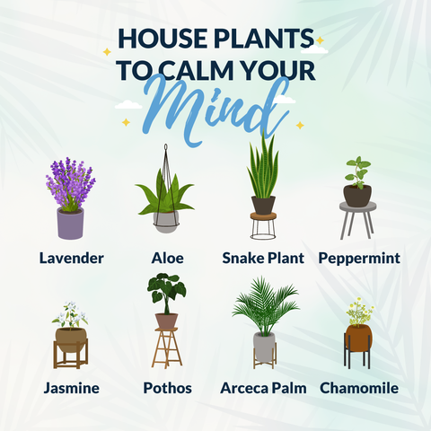 house plants to help calm your mind