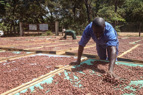 Cacao farmers in Tanzania drying cacao beans in the sun