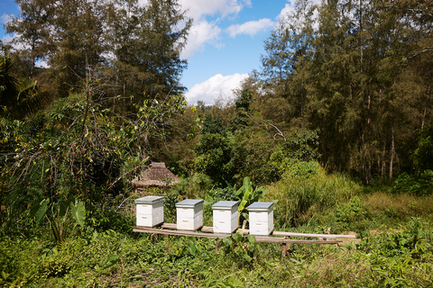 Beehives in Miarasa Village, PNG