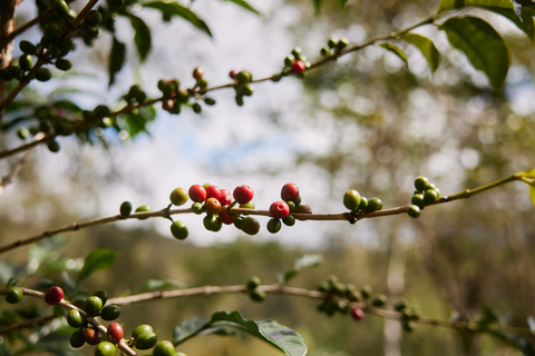 Coffee cherries on tree