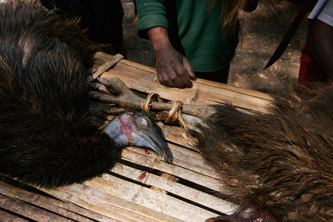 Cassowary birds being prepared for a feast