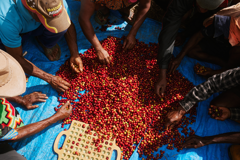 Sorting coffee cherries in Purosa, Papua New Guinea