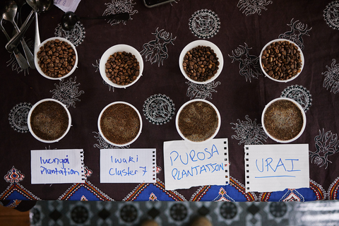 Fresh green bean cupping from different regions in HOAC